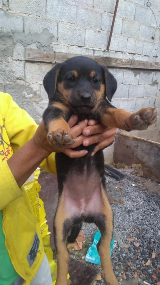 Cachorro ra a Vira lata idade Abaixo de 2 meses nome Gigi