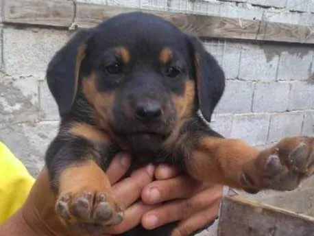 Cachorro ra a Vira lata idade Abaixo de 2 meses nome Gigi