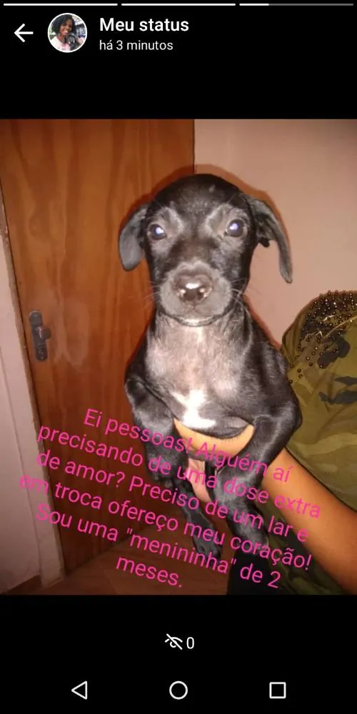 Cachorro raça SRD idade 2 a 6 meses nome Não tem