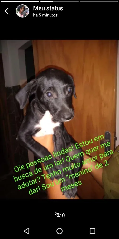 Cachorro raça SRD idade 2 a 6 meses nome Não tem