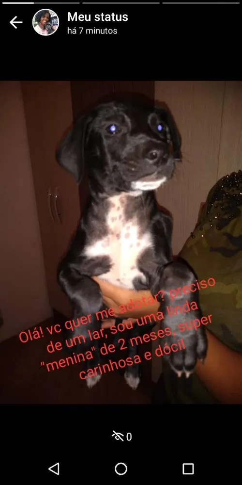 Cachorro raça SRD idade 2 a 6 meses nome Não tem