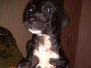 Cachorro raça SRD idade 2 a 6 meses nome Não tem