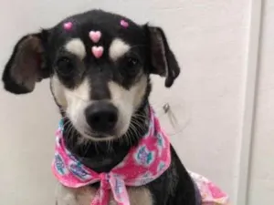 Cachorro raça SRD idade 5 anos nome Maria