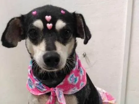 Cachorro ra a SRD idade 5 anos nome Maria