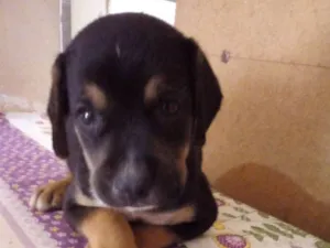 Cachorro raça S/raça definidapre idade 2 a 6 meses nome Nino
