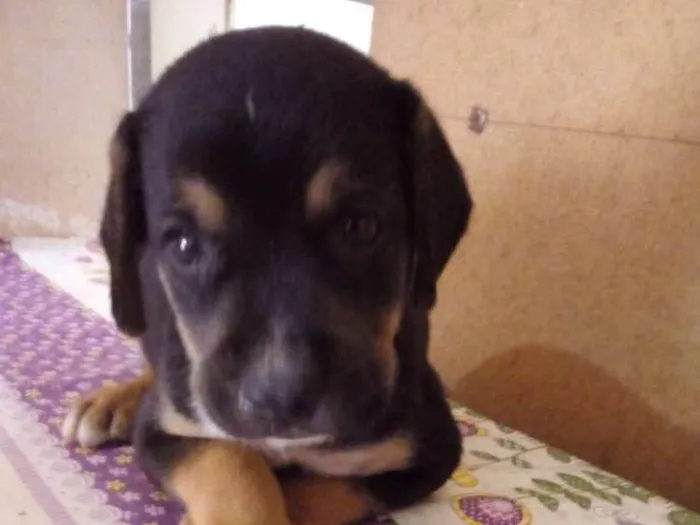 Cachorro ra a S/raça definidapre idade 2 a 6 meses nome Nino