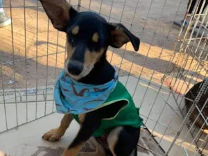Cachorro raça srd idade 7 a 11 meses nome zoreia