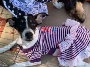 Cachorro raça srd idade 2 a 6 meses nome Meninas