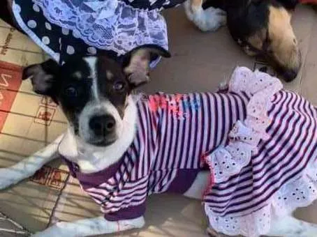 Cachorro ra a srd idade 2 a 6 meses nome Meninas