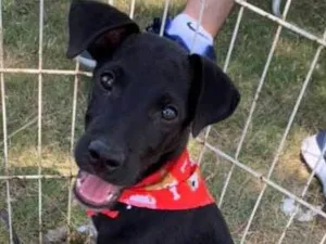 Cachorro raça srd idade 2 a 6 meses nome Fred