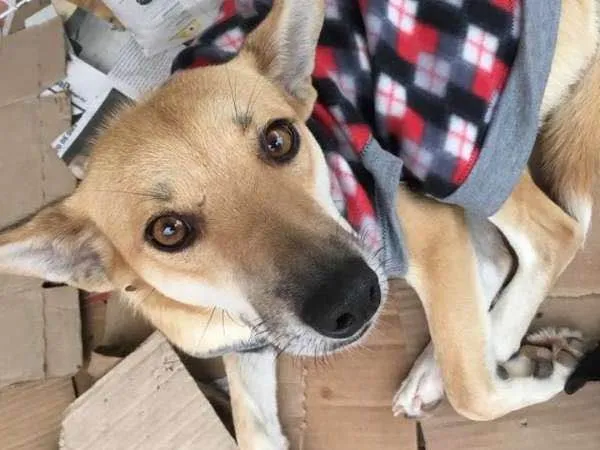 Cachorro ra a SRD idade 3 anos nome Kyra
