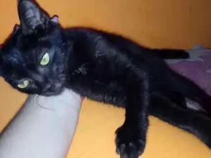 Gato raça  idade 2 a 6 meses nome sem nome