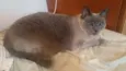 Anouk