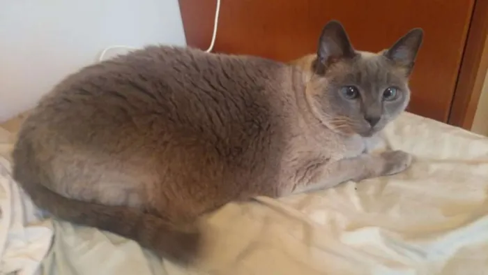 Gato ra a SRD idade 1 ano nome Anouk