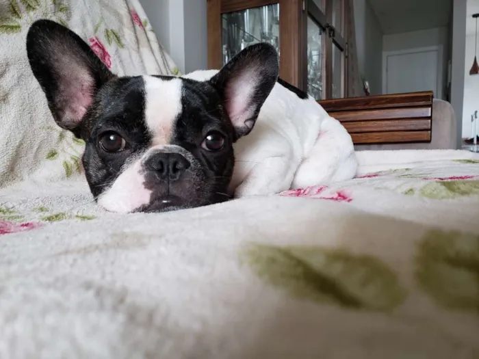 Cachorro ra a Bulldog Francês  idade 1 ano nome Maggie