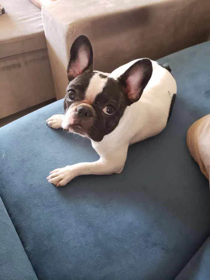 Cachorro ra a Bulldog Francês  idade 1 ano nome Maggie