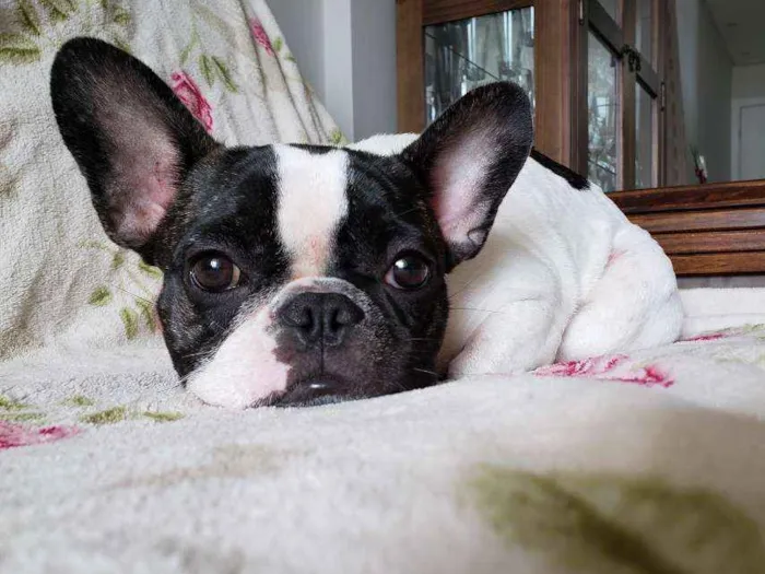 Cachorro ra a Bulldog Francês  idade 1 ano nome Maggie