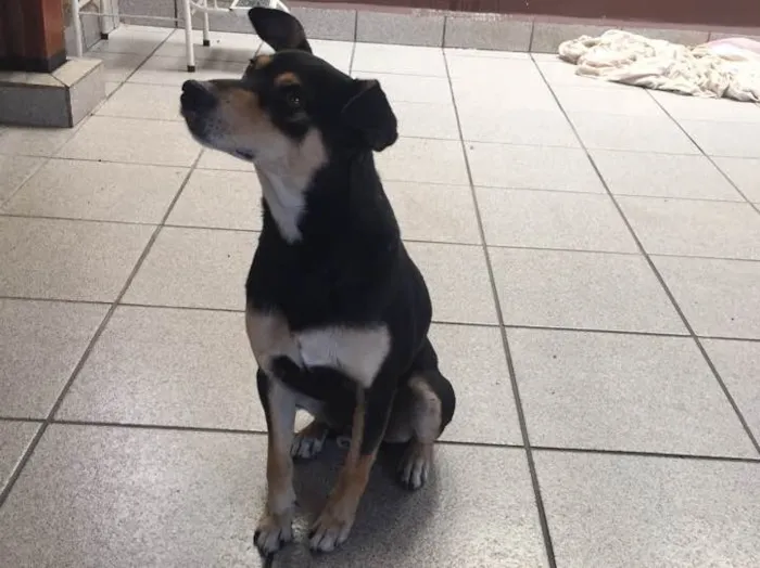Cachorro ra a SRD idade 1 ano nome Paçoca