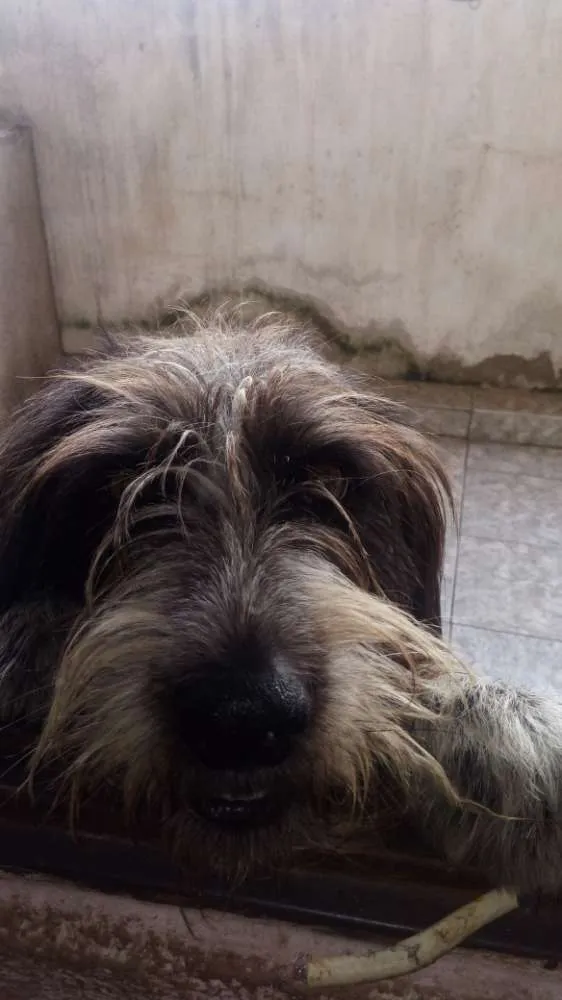 Cachorro ra a SRD idade 1 ano nome Kyran