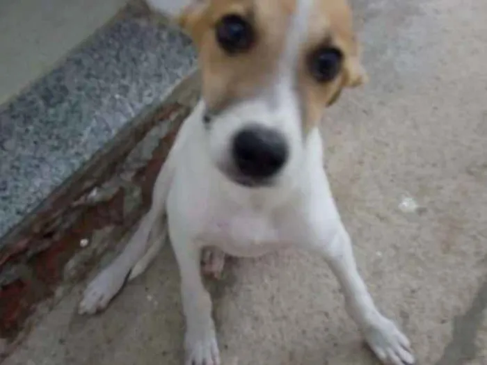 Cachorro ra a SRD idade 2 a 6 meses nome Thor