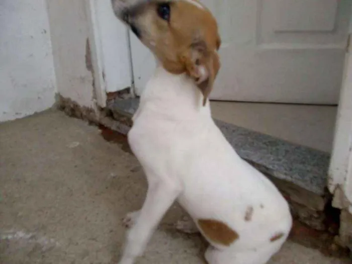 Cachorro ra a SRD idade 2 a 6 meses nome Thor
