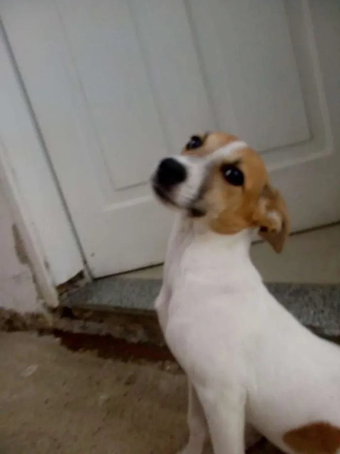 Cachorro ra a SRD idade 2 a 6 meses nome Thor