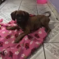 Owen