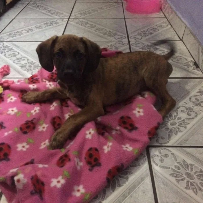 Cachorro ra a Srd idade 2 a 6 meses nome Owen