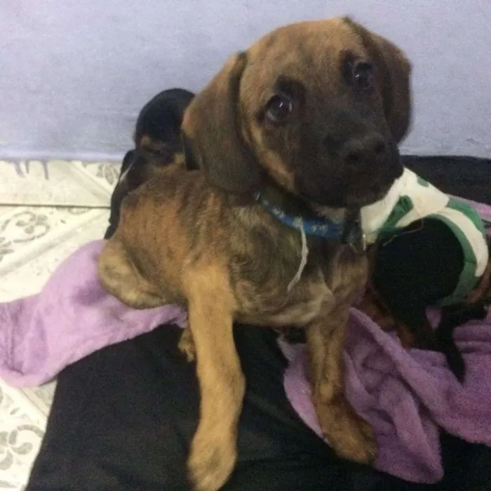 Cachorro ra a Srd idade 2 a 6 meses nome Owen