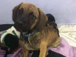 Cachorro raça Srd idade 2 a 6 meses nome Owen