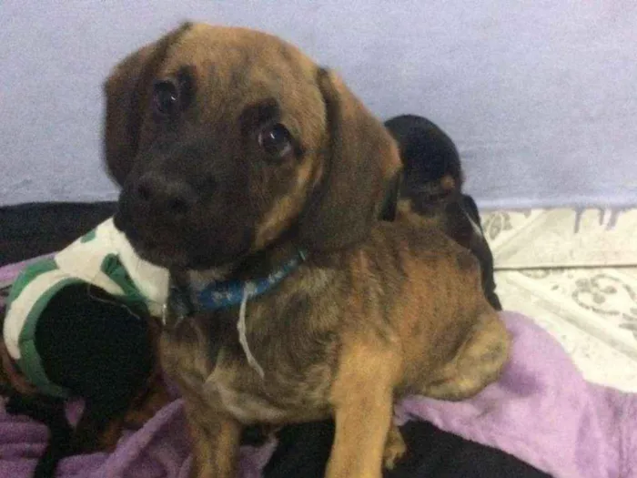 Cachorro ra a Srd idade 2 a 6 meses nome Owen