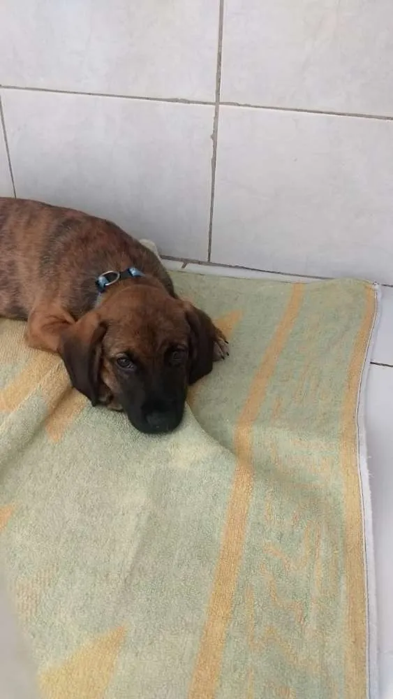 Cachorro ra a Srd idade 2 a 6 meses nome Owen