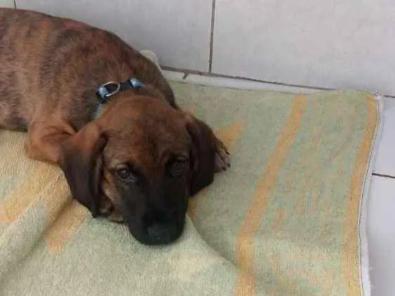 Cachorro ra a Srd idade 2 a 6 meses nome Owen
