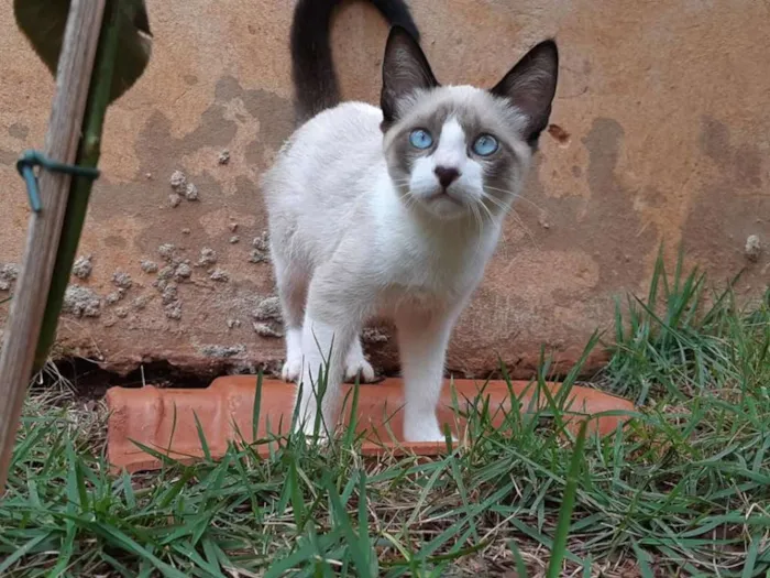 Gato ra a Sialata idade 2 a 6 meses nome Lily