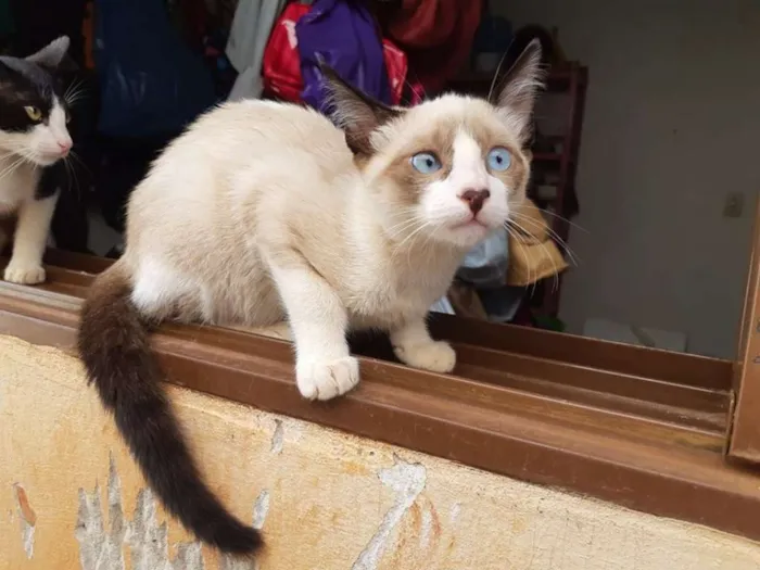 Gato ra a Sialata idade 2 a 6 meses nome Lily