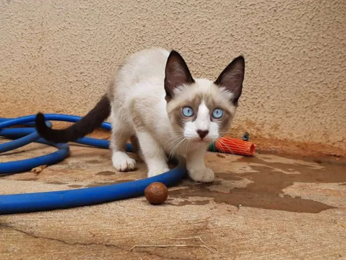 Gato ra a Sialata idade 2 a 6 meses nome Lily
