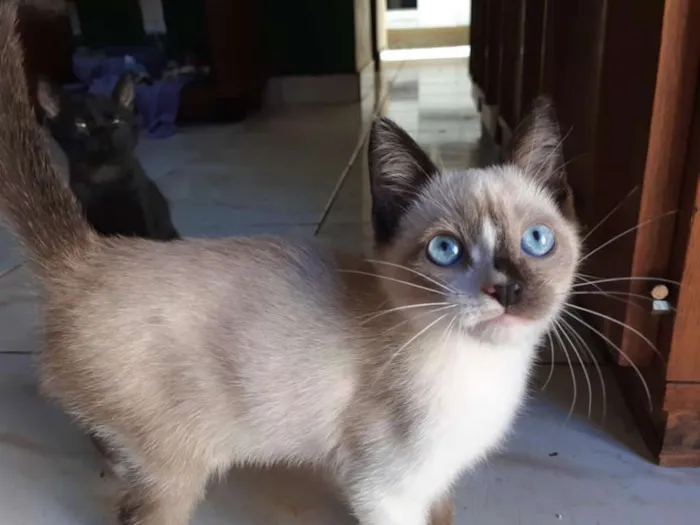 Gato ra a Sialata idade Abaixo de 2 meses nome Junior