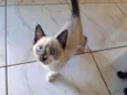 Junior