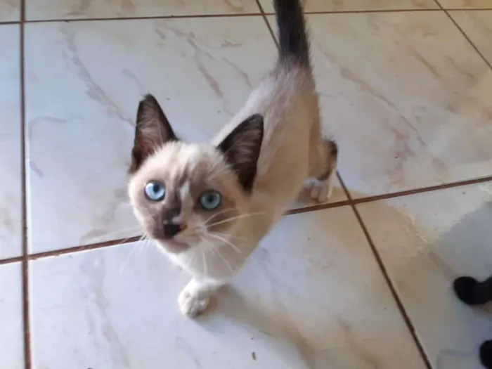 Gato ra a Sialata idade Abaixo de 2 meses nome Junior