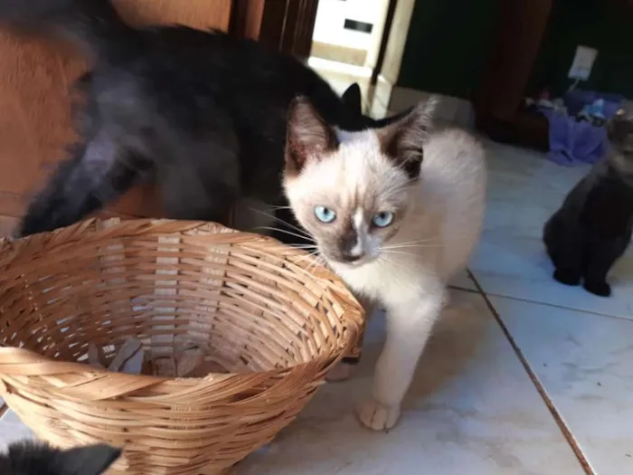 Gato ra a Sialata idade Abaixo de 2 meses nome Junior