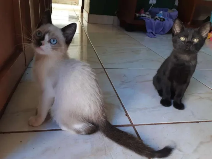 Gato ra a Sialata idade Abaixo de 2 meses nome Junior