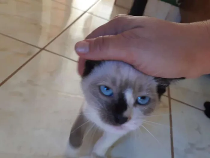 Gato ra a Sialata idade Abaixo de 2 meses nome Junior