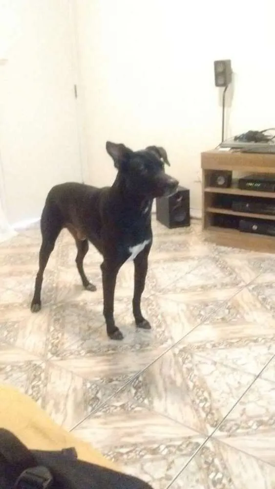 Cachorro raça Indefinida idade 5 anos nome Thor