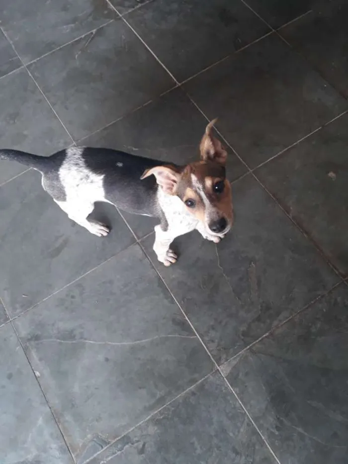 Cachorro ra a Vira-lata idade 2 a 6 meses nome Lola