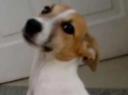 Cachorro ra a SRD idade 2 a 6 meses nome Thor