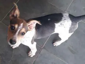 Cachorro raça Vira-lata idade 2 a 6 meses nome Lola
