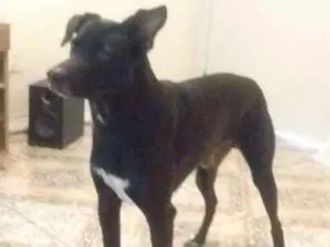 Cachorro raça Indefinida idade 5 anos nome Thor