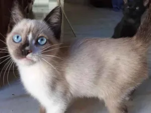 Gato raça Sialata idade Abaixo de 2 meses nome Junior