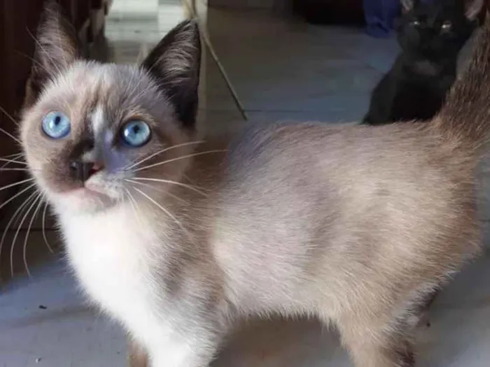 Gato ra a Sialata idade Abaixo de 2 meses nome Junior