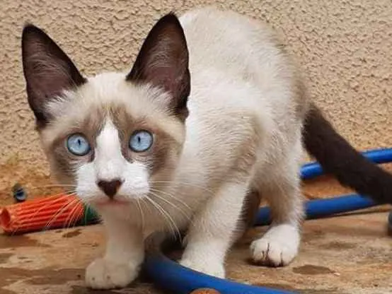 Gato ra a Sialata idade 2 a 6 meses nome Lily